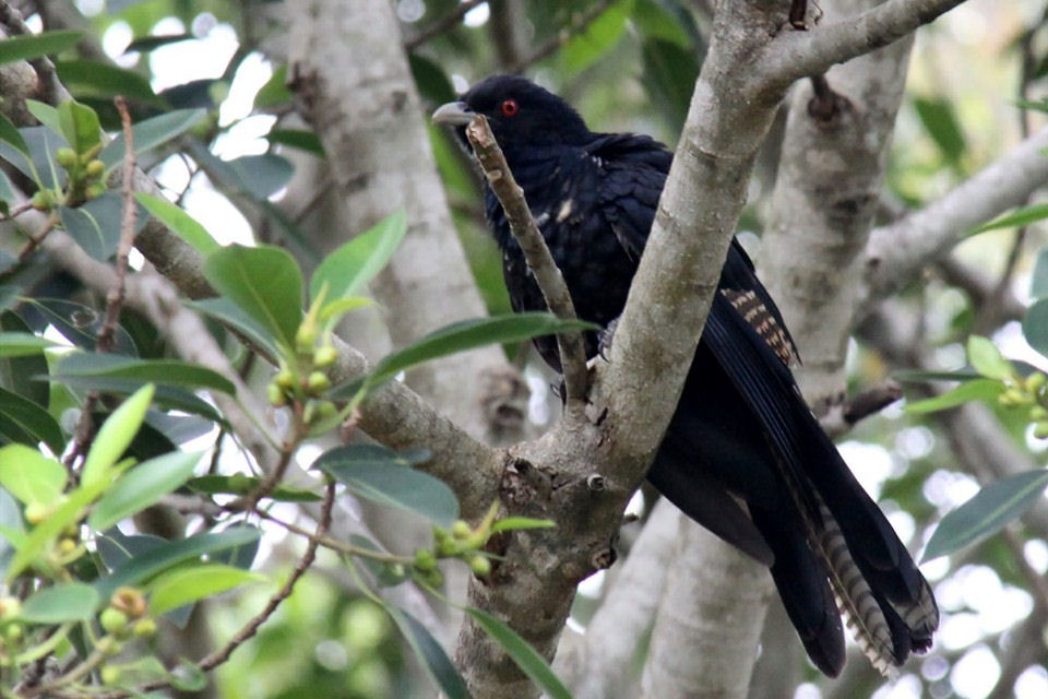 Eastern Koel (Eudynamys orientalis)